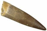 Fossil Plesiosaur (Zarafasaura) Tooth - Morocco #298296-1